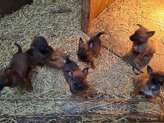 Alle  Megelseherder x duitse herder pups picture 11
